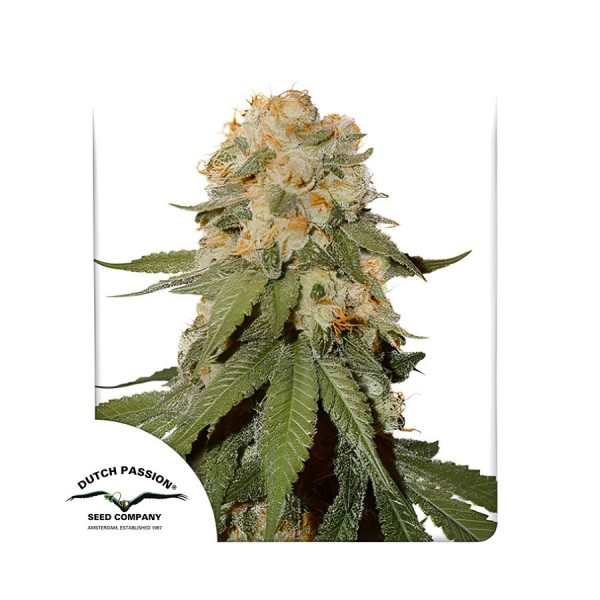 Семена марихуаны Orange Bud reg. Dutch Passion