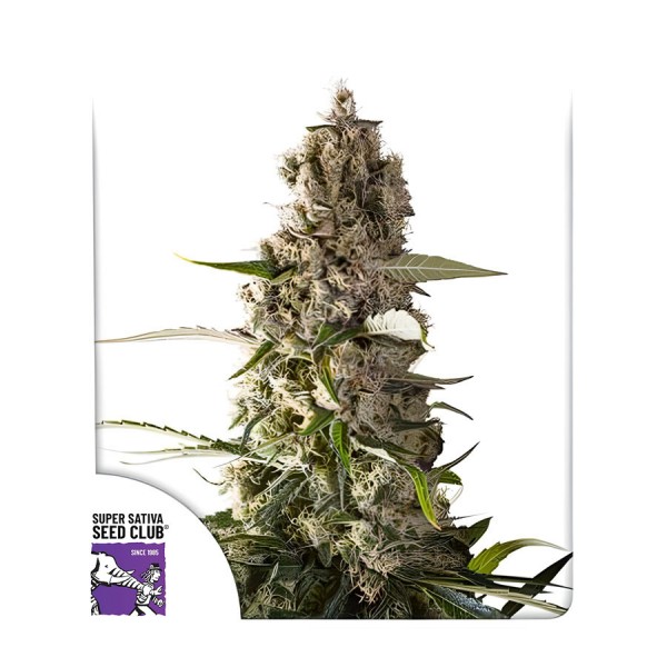 Семена марихуаны Prima Hollandica reg. Dutch Passion