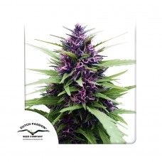 Shaman regular (Dutch Passion)