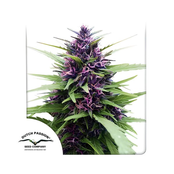 Насіння марихуани Shaman reg. Dutch Passion