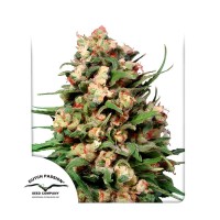 Skunk #1 regular (Dutch Passion)