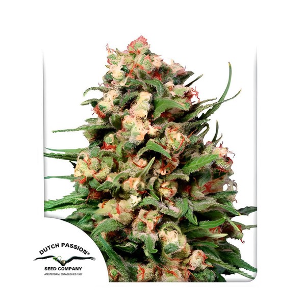 Насіння марихуани Skunk #1 reg. Dutch Passion