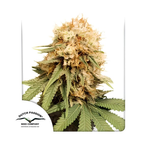 Насіння марихуани White Widow reg. Dutch Passion