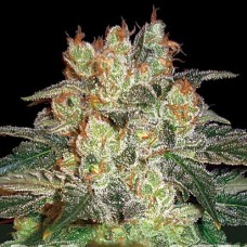 Errors-Seeds auto Afghan Kush feminised Україна