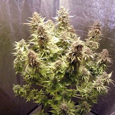 AK-49 Gold auto feminised (Errors Seeds)