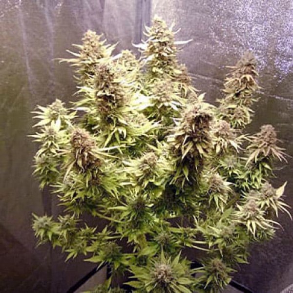 Насіння марихуани AK-49 Gold autofem. Errors Seeds
