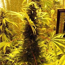 AK-49 Silver auto feminised (Errors Seeds)