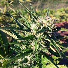 Amnesia Haze Gold auto feminised (Errors Seeds)