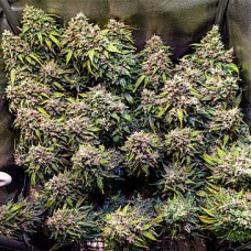 Amnesia Silver auto feminised (Errors Seeds)