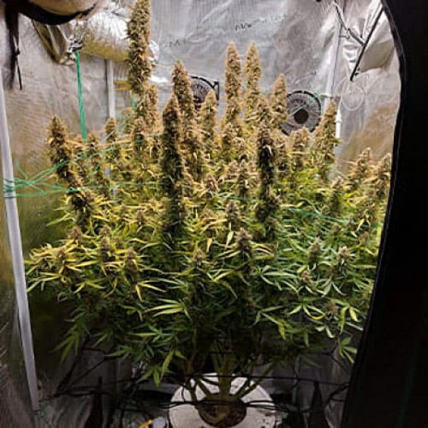 Насіння марихуани Big Bud Gold autofem. Errors Seeds