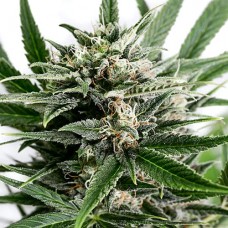 Errors-Seeds auto Blue Amnesia feminised Украина