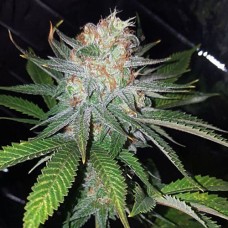 Blue Dream Silver auto feminised (Errors Seeds)