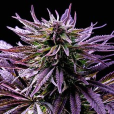 Blueberry Gold auto feminised (Errors Seeds)