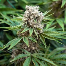 Errors-Seeds auto Boss Hogg feminised Украина