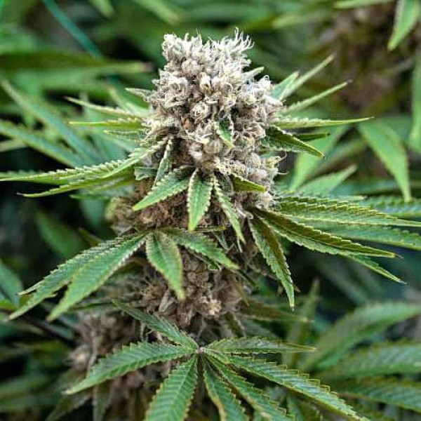 Семена конопли Errors-Seeds auto Boss Hogg feminised Украина