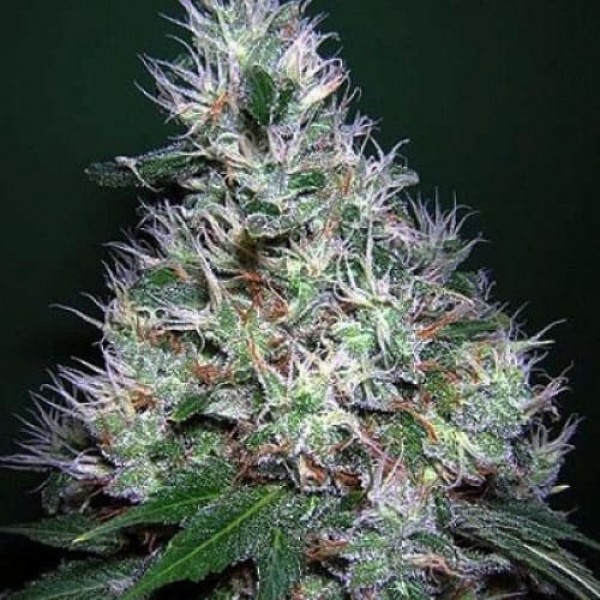 Насіння марихуани Bubble Gum Gold autofem. Errors Seeds