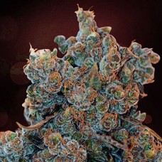 Errors-Seeds auto Cheese Fondue feminised Украина