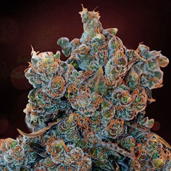 Семена конопли Errors-Seeds auto Cheese Fondue feminised Украина