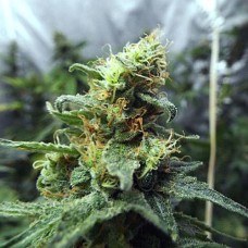 Cheese Gold auto feminised (Errors Seeds)