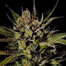 Cheese Silver auto feminised (Errors Seeds)