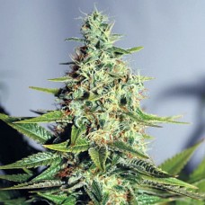 Errors-Seeds auto Chronic feminised импорт