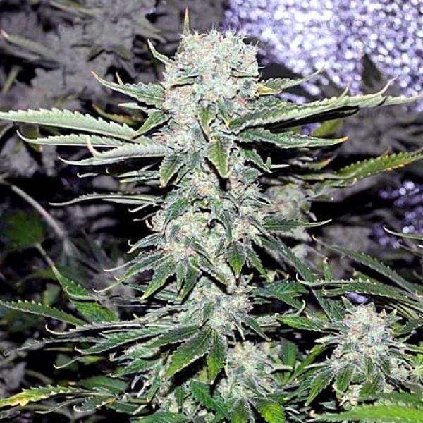 Семена марихуаны Critical Gold autofem. Errors Seeds