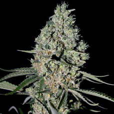 Critical Silver auto feminised (Errors Seeds)