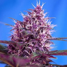 Dark Devil Silver auto feminised (Errors Seeds)