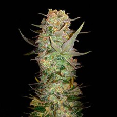 Durban Poison Gold auto feminised (Errors Seeds)