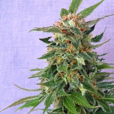 Fruit Silver auto feminised (Errors Seeds)