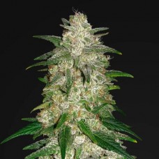 Errors-Seeds auto Gelato feminised імпорт