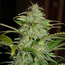 Hindu Kush Gold auto feminised (Errors Seeds)