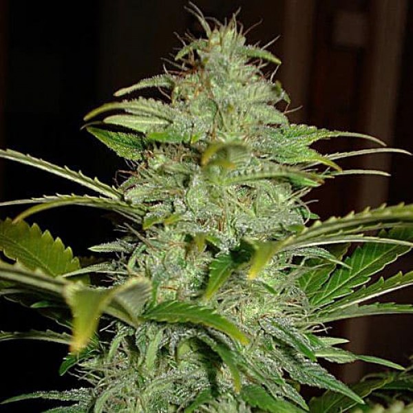 Насіння марихуани Hindu Kush Gold autofem. Errors Seeds