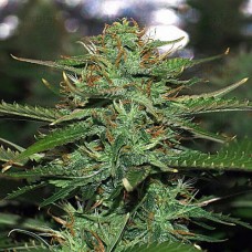 Errors-Seeds auto Jack feminised Украина