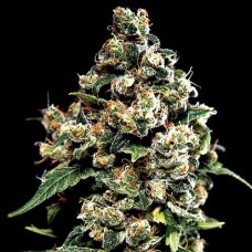Jack Herer Gold auto feminised (Errors Seeds)