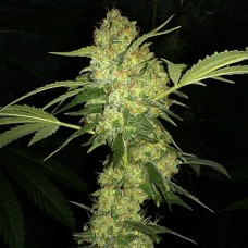 Jack Herer Silver auto feminised (Errors Seeds)