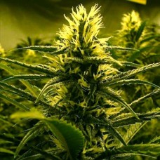Lemon Skunk Gold auto feminised (Errors Seeds)