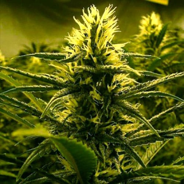 Семена марихуаны Lemon Skunk Gold autofem. Errors Seeds