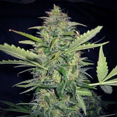 Errors-Seeds auto Lime Skunk feminised Україна