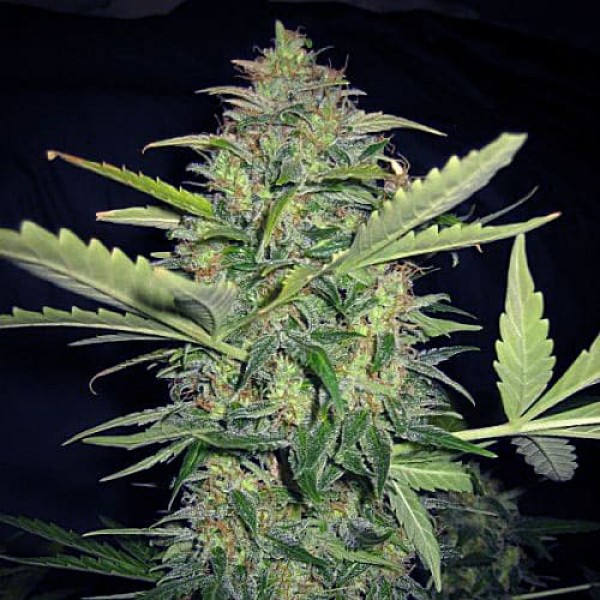 Семена конопли Errors-Seeds auto Lime Skunk feminised Украина