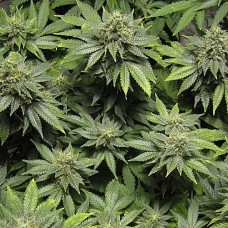 Lowryder2 Silver auto feminised (Errors Seeds)