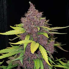 Errors-Seeds auto LSD feminised Украина