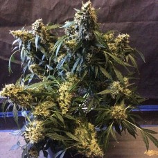 Errors-Seeds auto Mango feminised импорт
