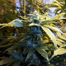Errors-Seeds auto MaxiGom feminised Украина