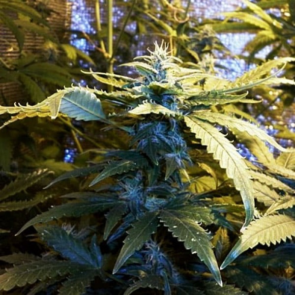 Семена конопли Errors-Seeds auto MaxiGom feminised Украина