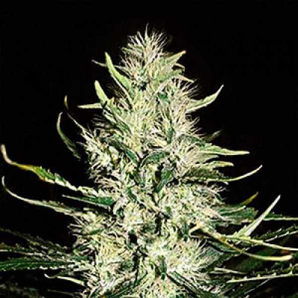 Насіння марихуани Mazar Gold autofem. Errors Seeds