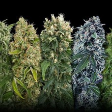 MIX Silver auto feminised (Errors Seeds)