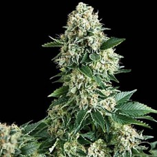 New York Diesel Gold auto feminised (Errors Seeds)