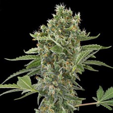 Errors-Seeds auto Moby Dick XL feminised Україна