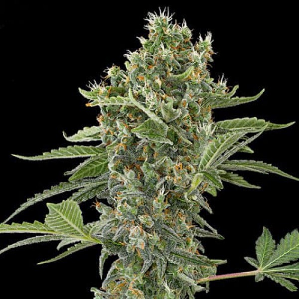 Семена конопли Errors-Seeds auto Moby Dick XL feminised Украина